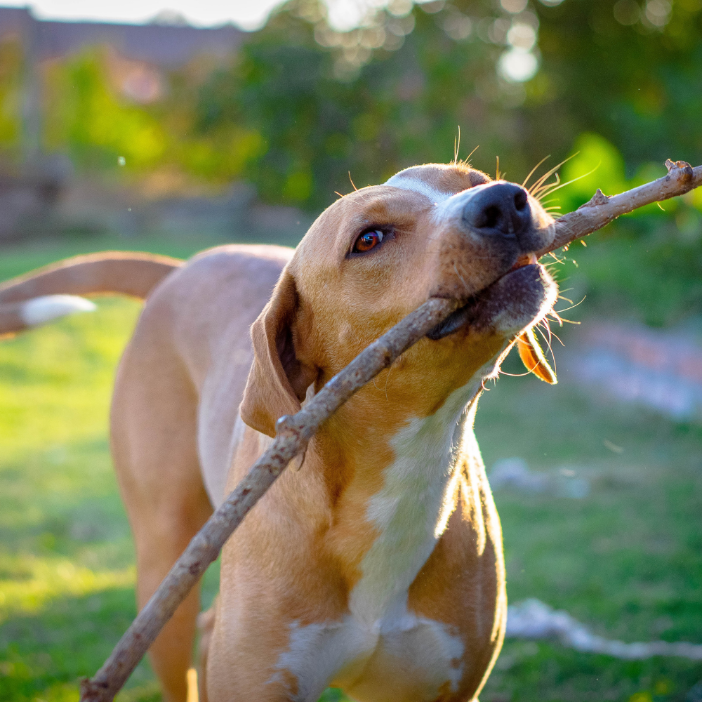 Pet Essentials